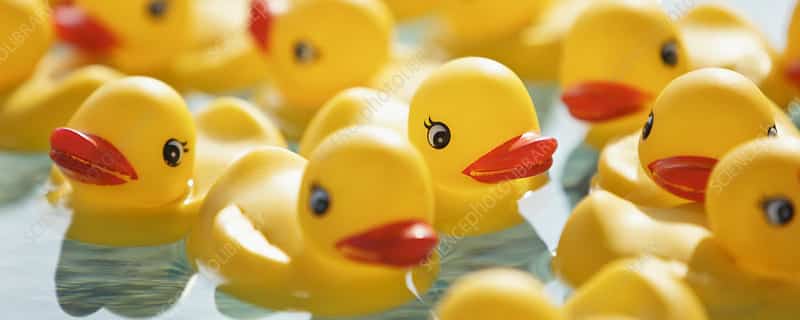 Many rubber ducks floating in pool